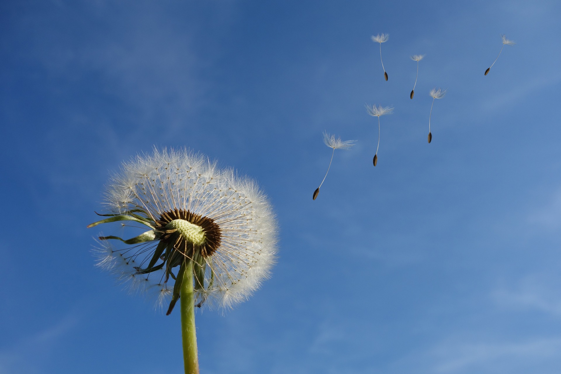 Close-up dandelion head losing seeds into a blew sky.